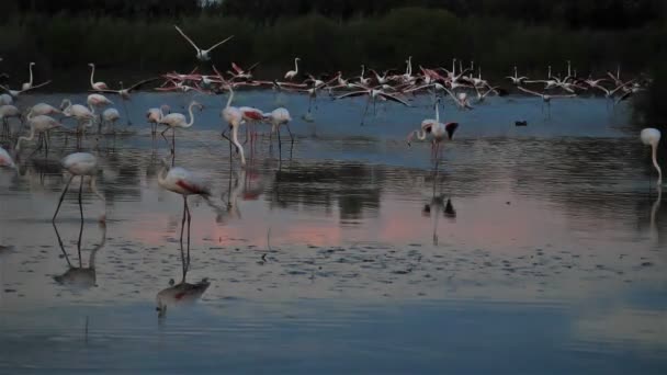 Greater Flamingos Phoenicopterus Roseus Pont Gau Camargue Francia — Video Stock