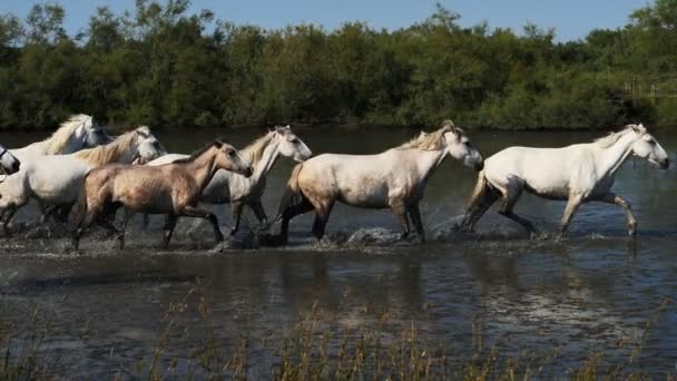 White Camargue Horse Καμάργκ Γαλλία — Αρχείο Βίντεο