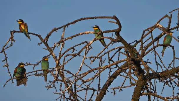 European Bee Eater Merops Apiaster Camargue France — Stock Video