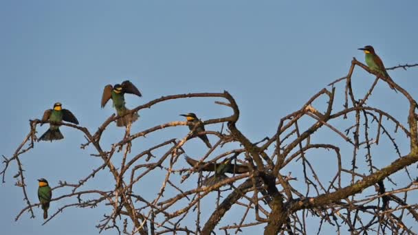 European Bee Eater Merops Apiaster Camargue Γαλλία — Αρχείο Βίντεο