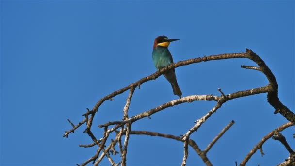 Europäische Bienenfresser Merops Apiaster Camargue Frankreich — Stockvideo