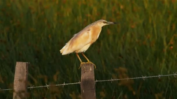 Reiher Ardeola Ralloides Der Camargue Frankreich — Stockvideo