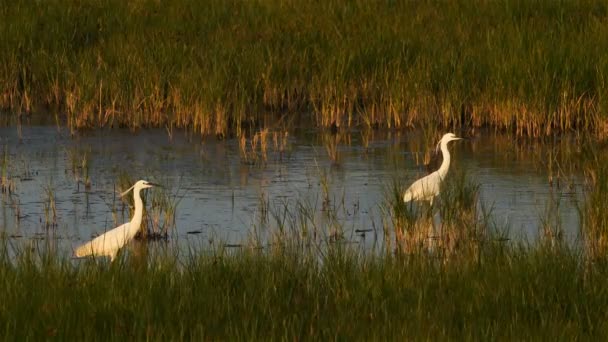 Velká Sláva Ardea Alba Camargue Francie — Stock video