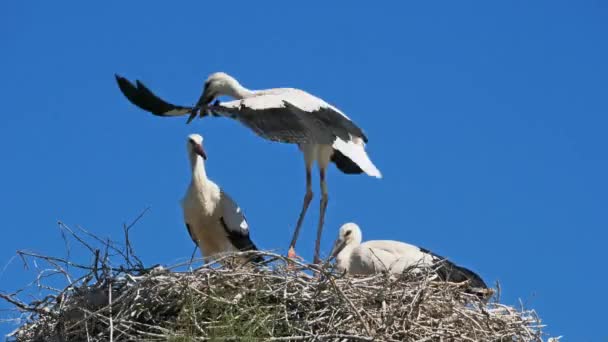 White Storks Juvenils Nest — Stock Video