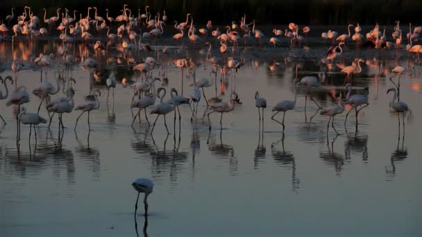 Större Flamingos Phoenicopterus Roseus Pont Gau Camargue Frankrike — Stockvideo