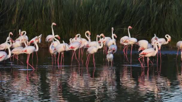 Greater Flamingos Phoenicopterus Roseus Pont Gau Camargue France — стокове відео