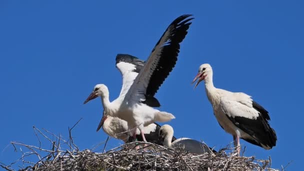 Ciconia Camargue Frankreich Junge Ciconia Lernen Fliegen — Stockvideo