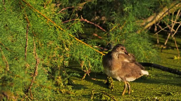 Common Moorhen Gallinula Chloropus Francia — Vídeo de stock