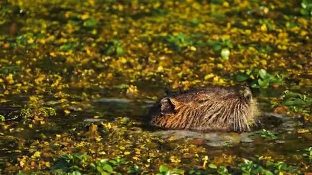 Coypu Myocastor Coypus Camargue Γαλλία — Αρχείο Βίντεο