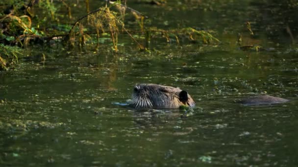 Coypu Myocastor Coypus カマルグ フランス — ストック動画