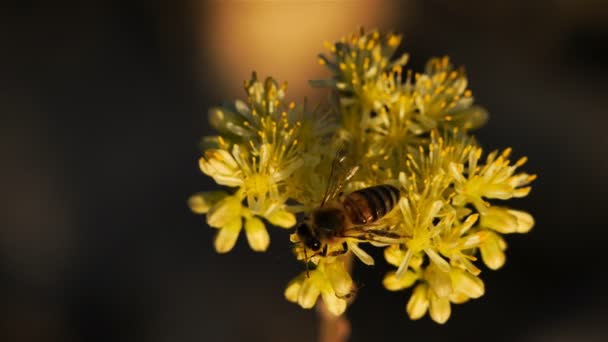 Sedum Acre Vulgarmente Conhecido Como Goldmoss Stonecrop Musgo Stonecrop Goldmoss — Vídeo de Stock