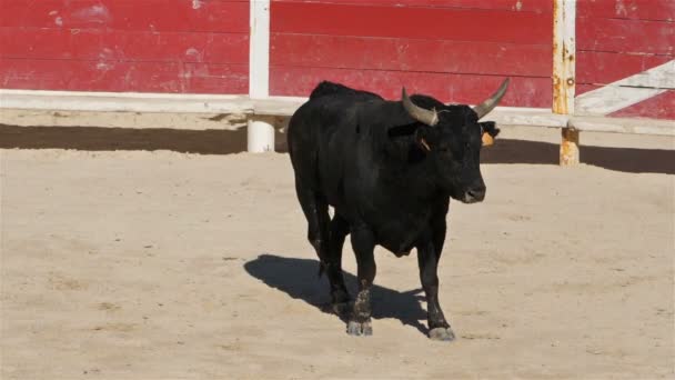 フランス カマルグのサン マリー メールでのフランス風の血のない闘牛コースCamargaiseと呼ばれる — ストック動画