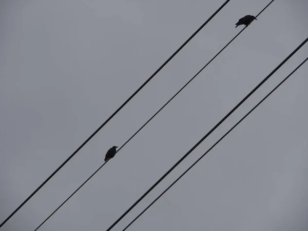 Silhueta Dois Corvos Sentados Uma Distância Outro Condutor Eletricidade Perspectiva — Fotografia de Stock