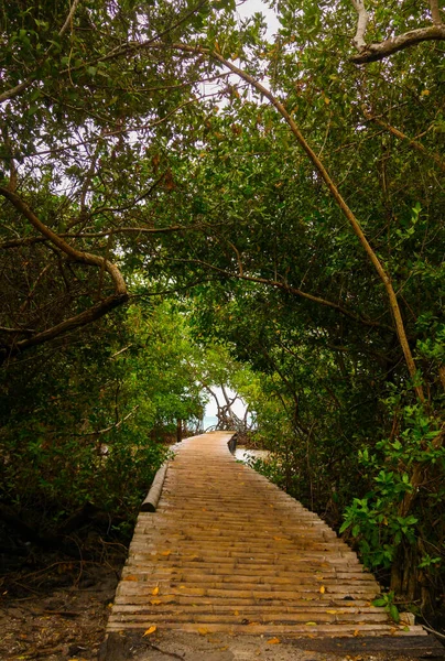 Красивый Туннель Деревьев Мангровых Зарослей Колумбийском Острове — стоковое фото