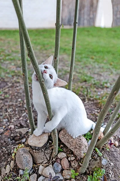 Die Weiße Katze Kämpft Gegen Einen Jungen Baum — Stockfoto