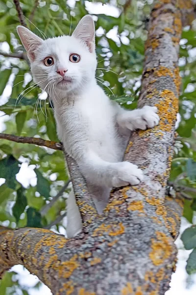 Ein Verängstigtes Weißes Kätzchen Einem Baum Große Augen Weiß Nicht — Stockfoto