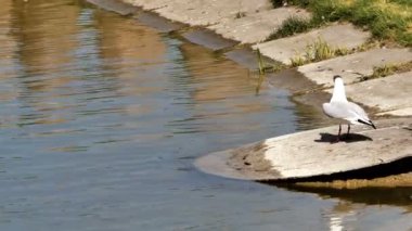 Su kuşu kahverengi başlı martı (Larus ridibundus) bölge için savaşır.