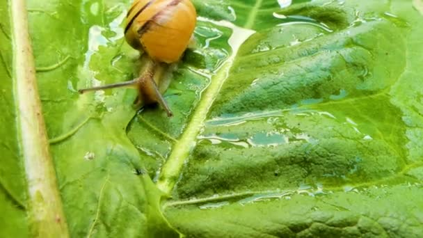 Eine Kleine Schnecke Kriecht Nach Regen Auf Einem Blatt Auf — Stockvideo