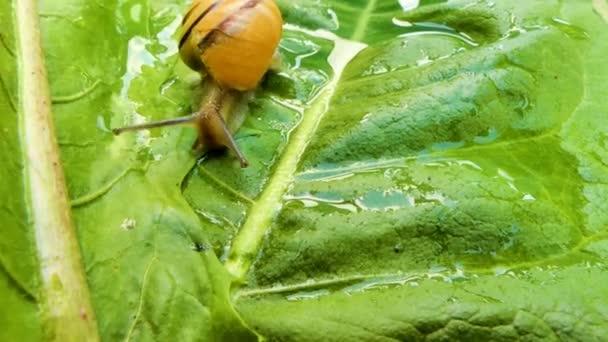 Small Snail Crawls Leaf Rain Wet Surface Macro — Stock Video