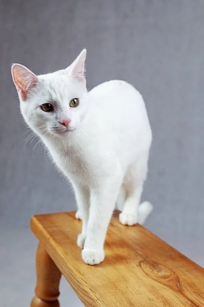 Liefdevolle Aandacht Witte Kat Wacht Geduldig Een Foto Van Voren — Stockfoto