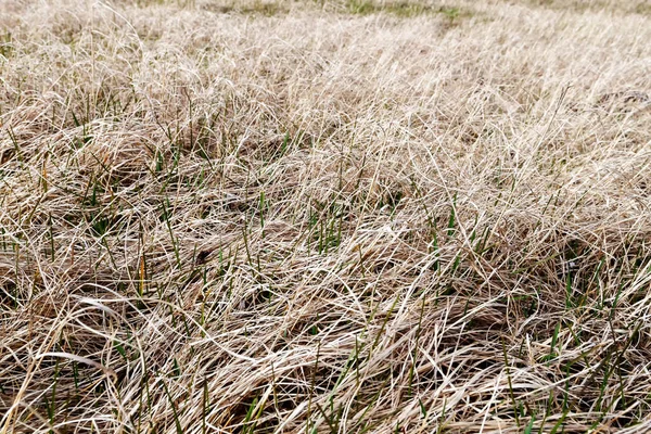 Old Withered Grass Meadow High Risk Fire — Stock Photo, Image