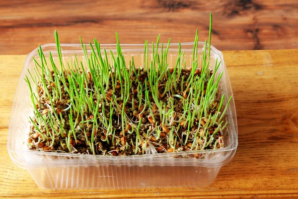 Grown grass indoors improves the digestive tract of cats
