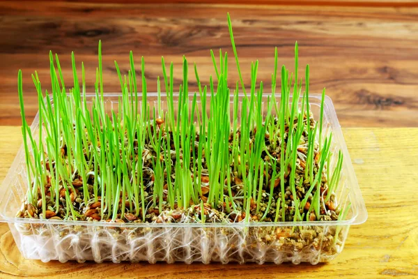 Grown grass indoors improves the digestive tract of cats