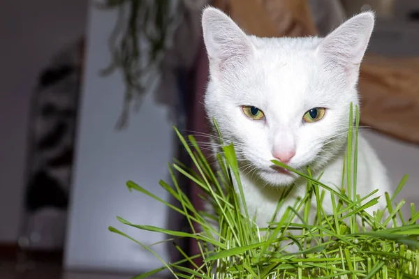 Die Katze Pflegt Ihr Fell Gut Darmbehaarung Führt Das Gras — Stockfoto