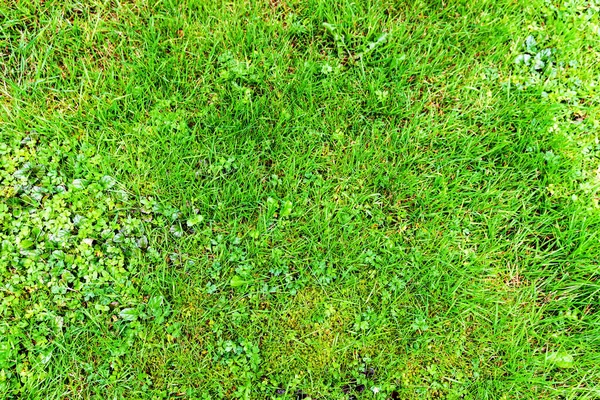 Piante Naturali Nel Prato Estate — Foto Stock