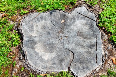 Yazın çayırda yaşlı ağaç kütüğü