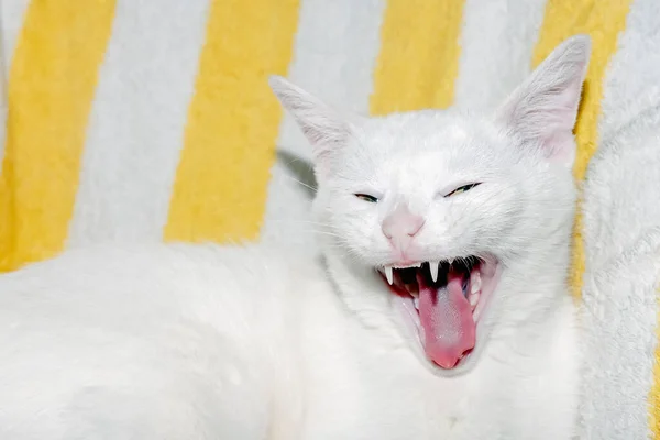 Niedliche Pelzige Weiße Katze Mit Grünen Gelben Augen Hat Eine — Stockfoto