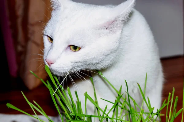 Die Weiße Katze Frisst Köstliche Sprossen Zimmer — Stockfoto
