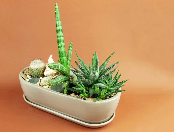Desert Plants Pots Pebbles — Stock Photo, Image