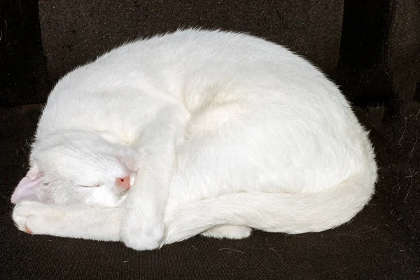 Bílé Zvířátko Spí Černém Křesle — Stock fotografie