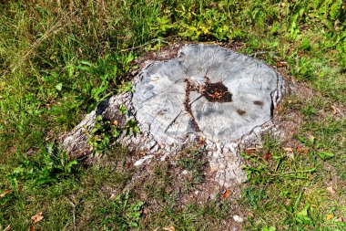 Çayırdaki yaşlı bir ağaç kaldırıldı, sadece kütük kaldı.