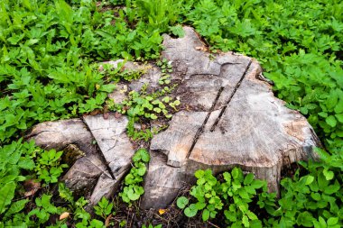 Çayırdaki yaşlı bir ağaç kaldırıldı, sadece kütük kaldı.