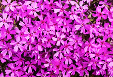 mor phlox subulata inflorescence arkaplanı, yukarıdan görünüm