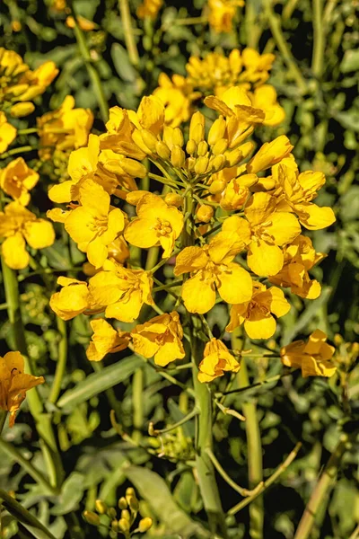 Buquê Amarelo Flores Colza Perto — Fotografia de Stock