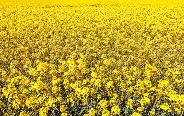 Feld Hintergrund Der Gelben Blühenden Raps Frühling — Stockfoto