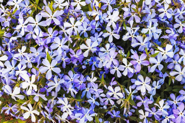 Mavimsi Phlox Subulata Inflorescence Arkaplan Üst Görünüm — Stok fotoğraf