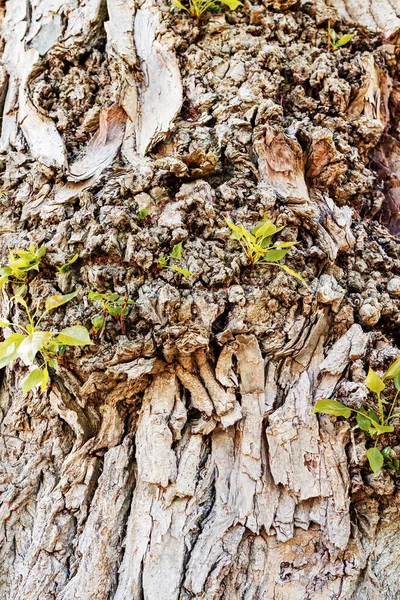 Textura Fundo Tronco Árvore Velha Com Prole Crescendo Partir Dele — Fotografia de Stock