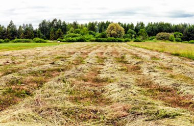 Kesik çayır saman manzarası