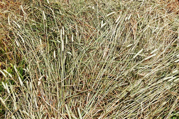 从上面割下来的草的背景 — 图库照片