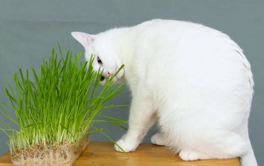 Beyaz bir kedi bankta çimlerin tadını alır.