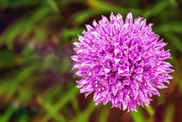 Fiore Cipolla Invernale Con Gocce Pioggia Vista Macro Bokeh Dall — Foto Stock