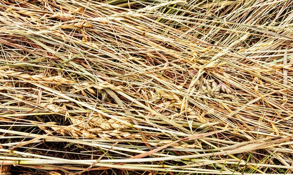 Background Dry Hay Grass Meadow — Stock Photo, Image