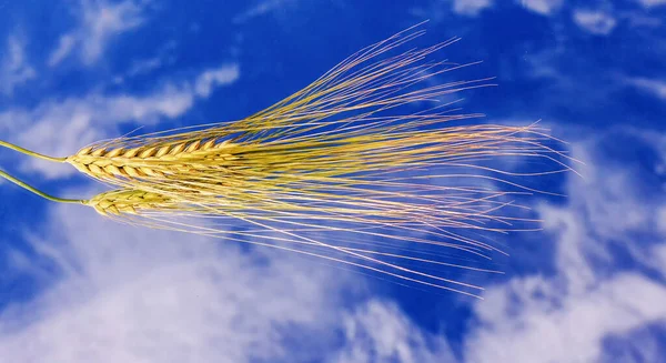 Barley Grain Penis Mirror Surface Sky Background Clouds — Fotografia de Stock