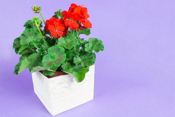 Mor arka planda kırmızı çiçekli çiçek