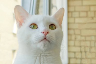 Kedi balkonda kalırken çok yakından bir şey izliyor.