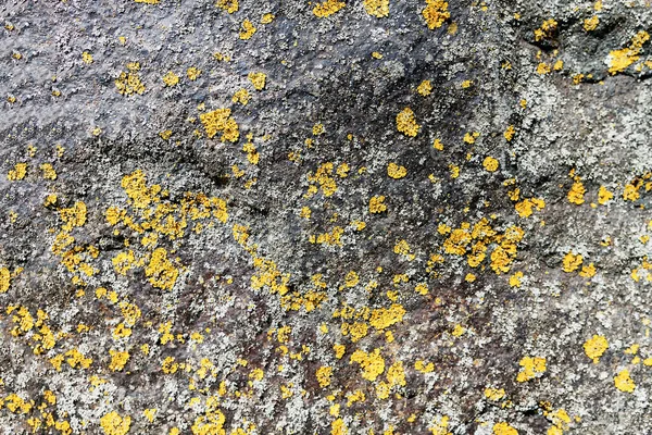 Gammal sten med mossa bakgrund — Stockfoto